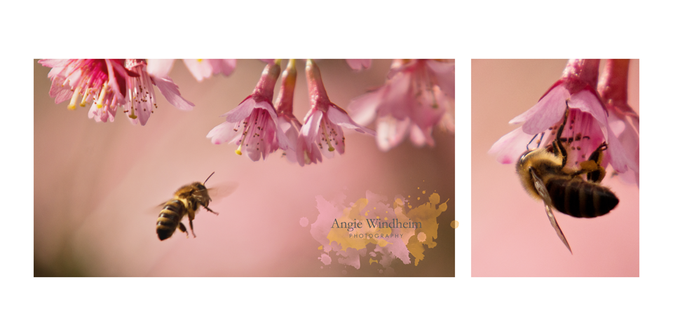 Honey-Bees-Cherry-Tree-Blossoms-Oregon-Spring