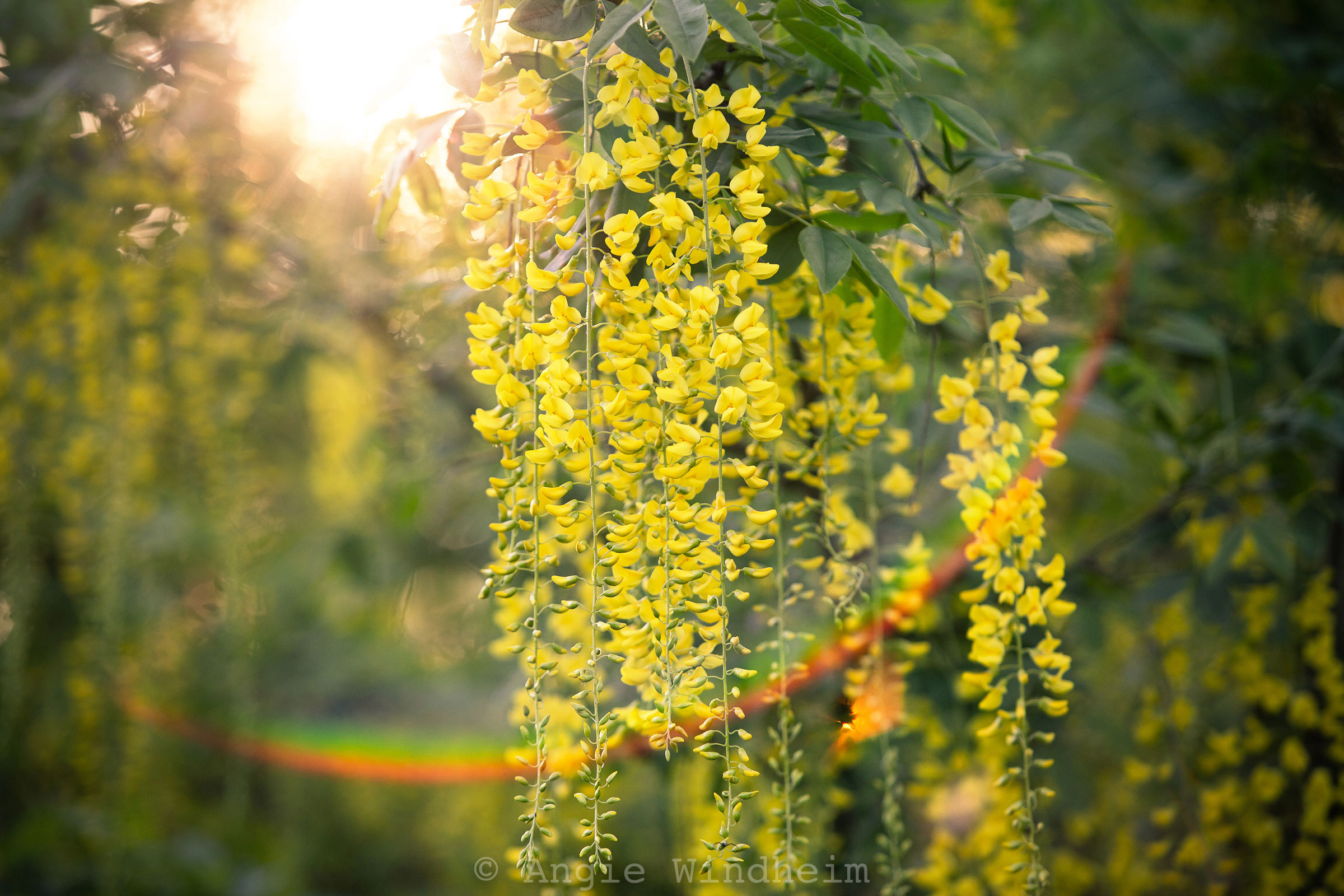 Morning sunlight creates a rainbow flare beneath the blossoms of a Golden Rain Tree.