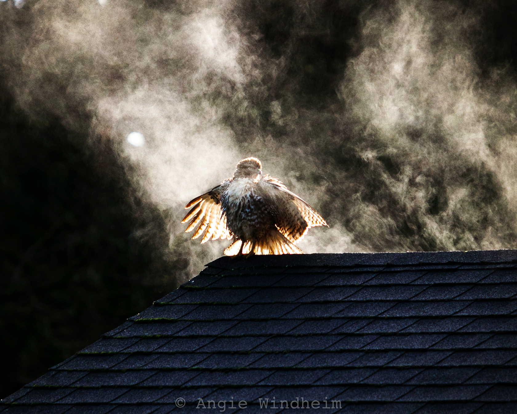Red-tailed hawk enjoys the steam and morning sunlight on a rooftop in Oregon.