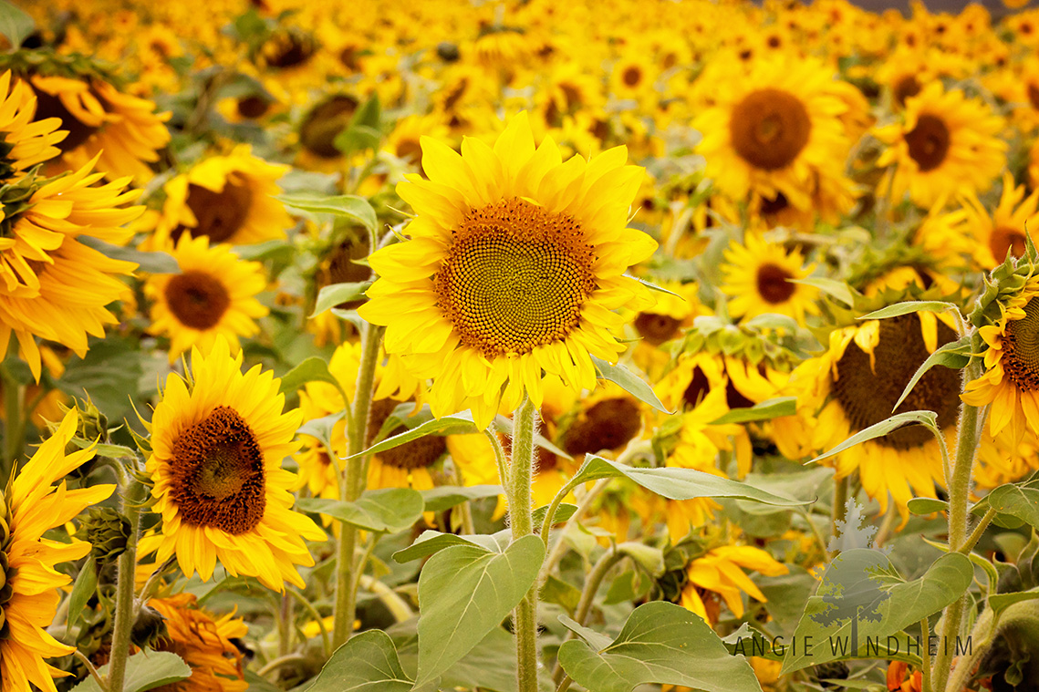 A field of golden sunflowers in full bloom in Sherwood, Oregon