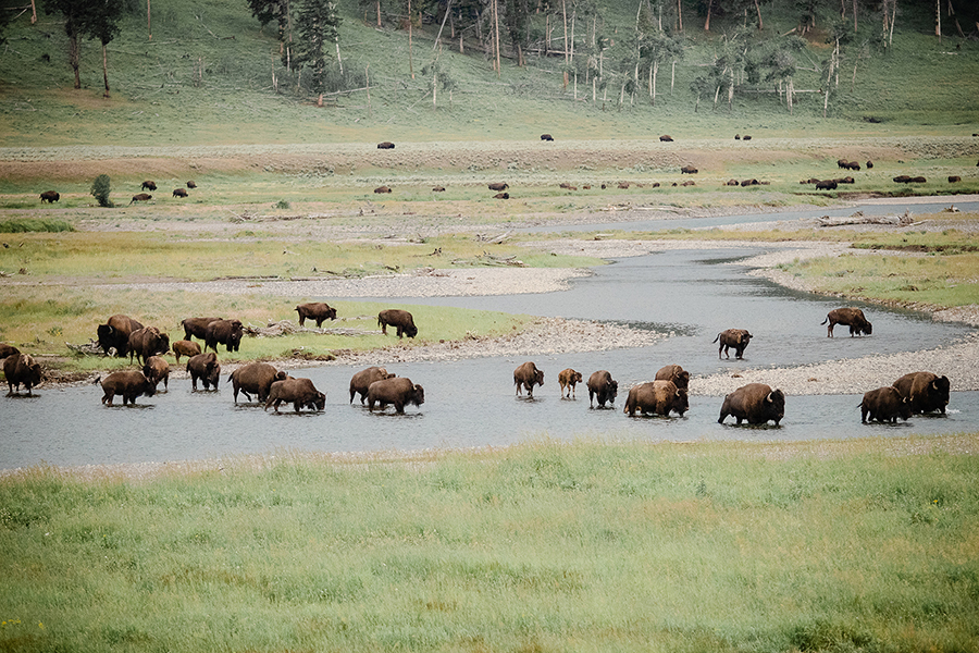 A herd of bison cross a river in the Lamar Valley at Yellowstone National Park. Photo by Angie Windheim