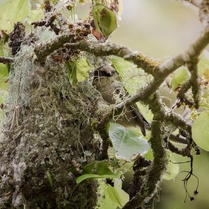 Bushtit bird builds a nest in a flowering pear tree made of lichen and moss.