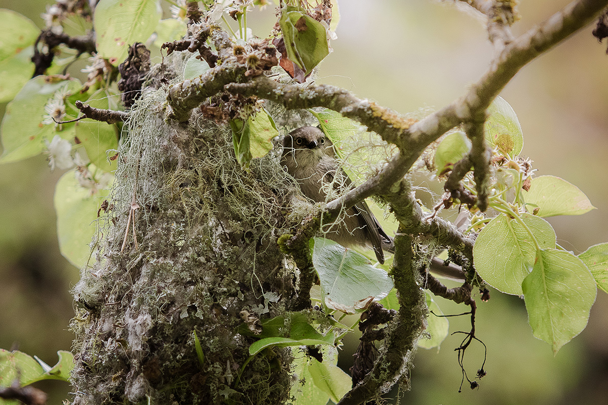 Bushtit bird builds a nest in a flowering pear tree made of lichen and moss.
