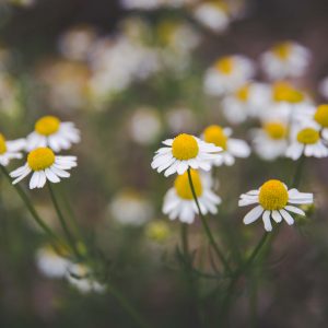 Picture of chamomile flowers in the sun by Angie Windheim