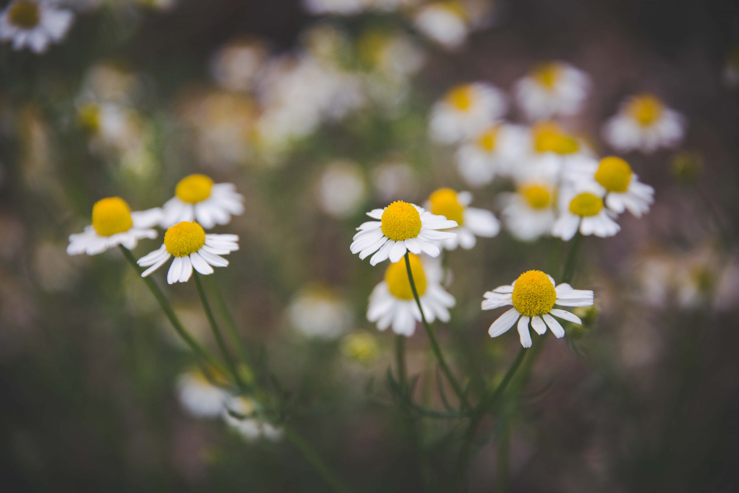 Picture of chamomile flowers in the sun by Angie Windheim