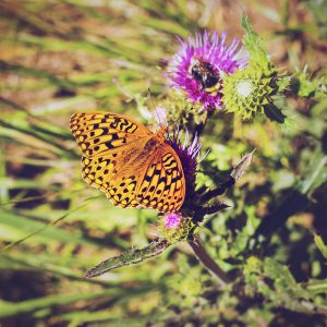 Orange butterfly with black spots resting on purple thistle