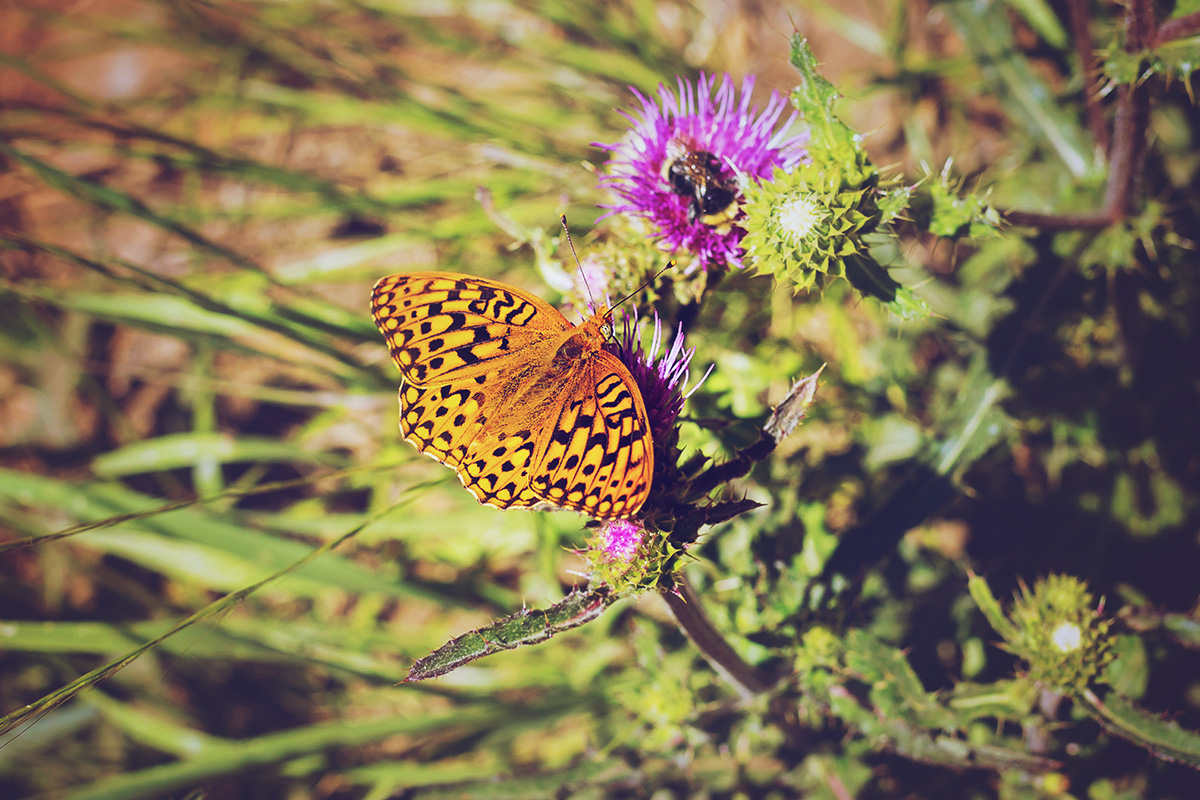 Orange butterfly with black spots resting on purple thistle