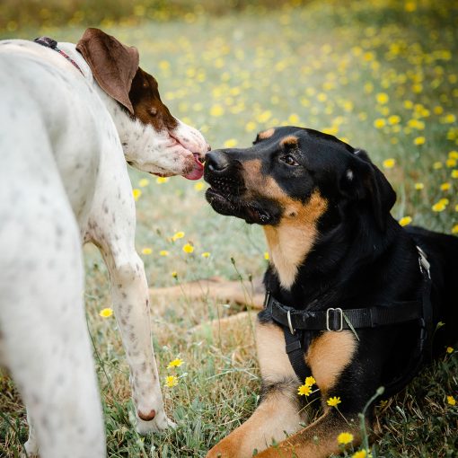 A German Shorthair Pointer and Rottweiler Coonhound mix play together