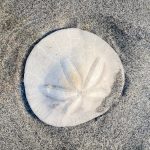 Sand dollar found in the Pacific low tide on Gearhart beach in Oregon.