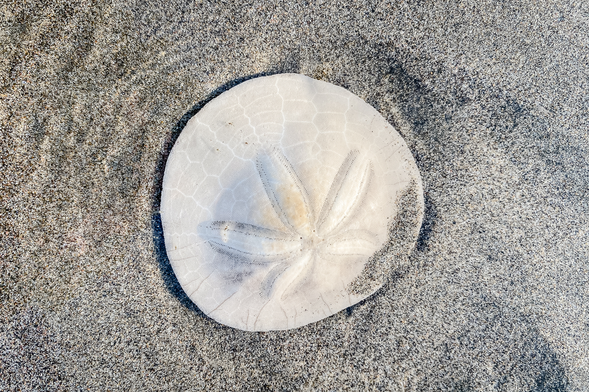 Sand dollar found in the Pacific low tide on Gearhart beach in Oregon.