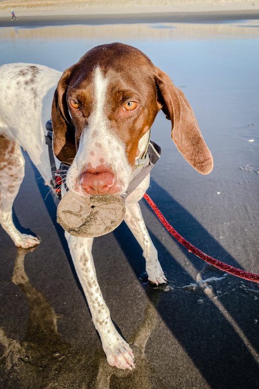 A German Shorthair Pointer named Rosie holds a sand dollar in her mouth