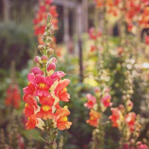 orange and yellow snapdragon blooms in garden