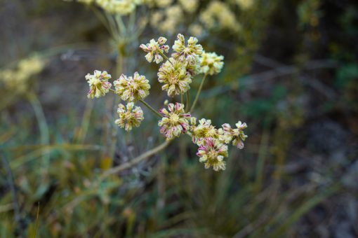 Wild Tufted Buckwheat Flowers