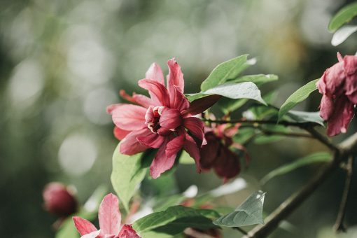 Carolina Sweetshrub photographed by Angie Windheim