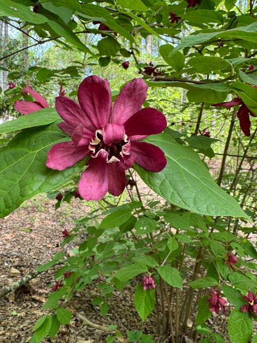 Carolina sweet shrub blossom