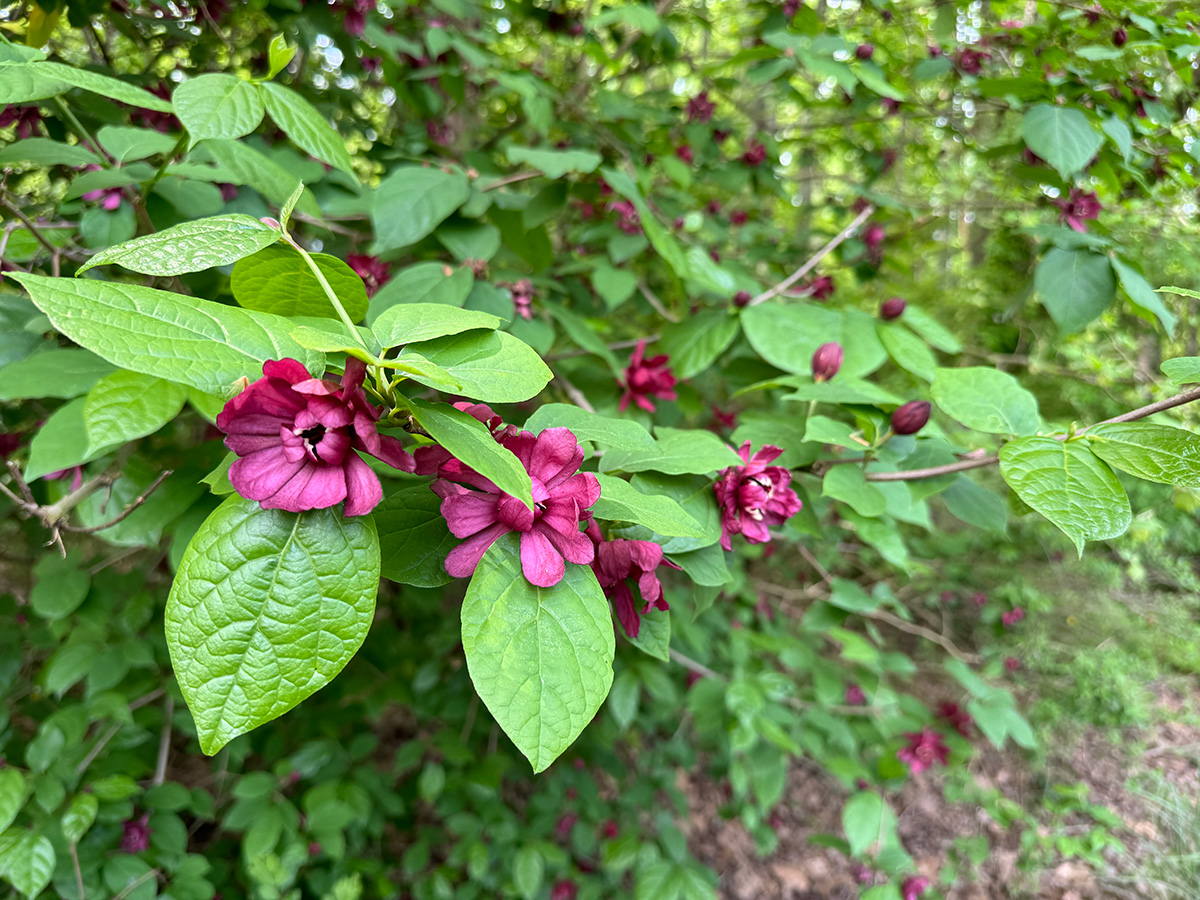 Carolina allspice sweetshrub native plant to Georgia with dark red flowers.