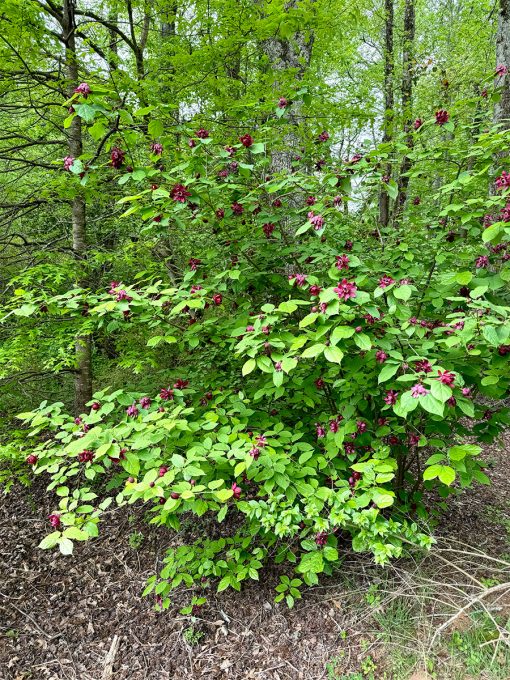 Carolina sweet shrub in Georgia's Roswell Area Park 