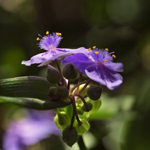 Virginia spiderwort is a fire-wise perennial for home landscapes.