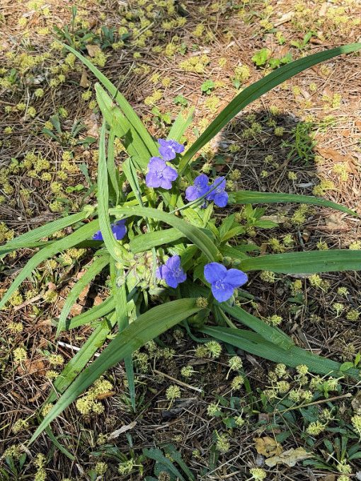 Virginia spiderwort is fire-wise, but pine straw is not.