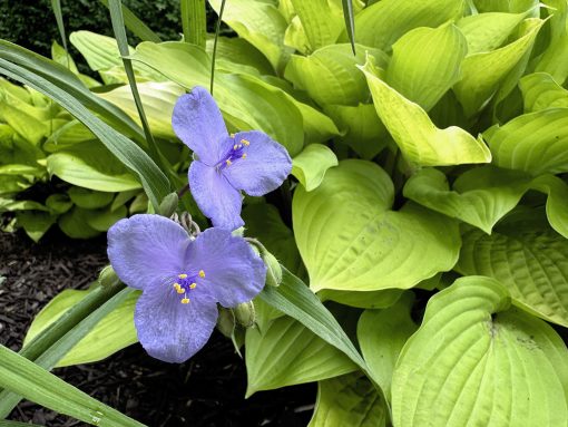 Virginia spiderwort complements a hosta in the shade.