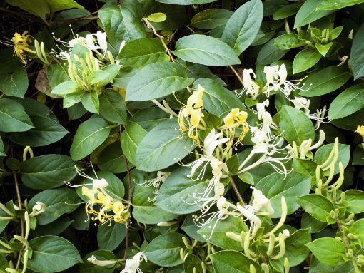 Japanese honeysuckle is invasive in Georgia, but comes with a fire-wise benefit.