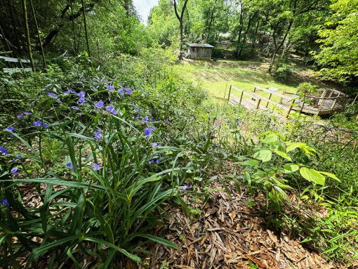 Spiderwort naturalizes well in home gardens and provides a fire-wise border.