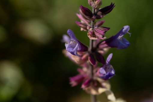 Flowers on a tricolor sage plant will not harm the plant or the taste.