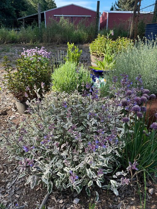 Tricolor sage mixed into a deer resistant herb garden.