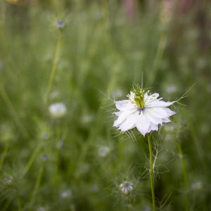 Love-in-a-Mist flower in white