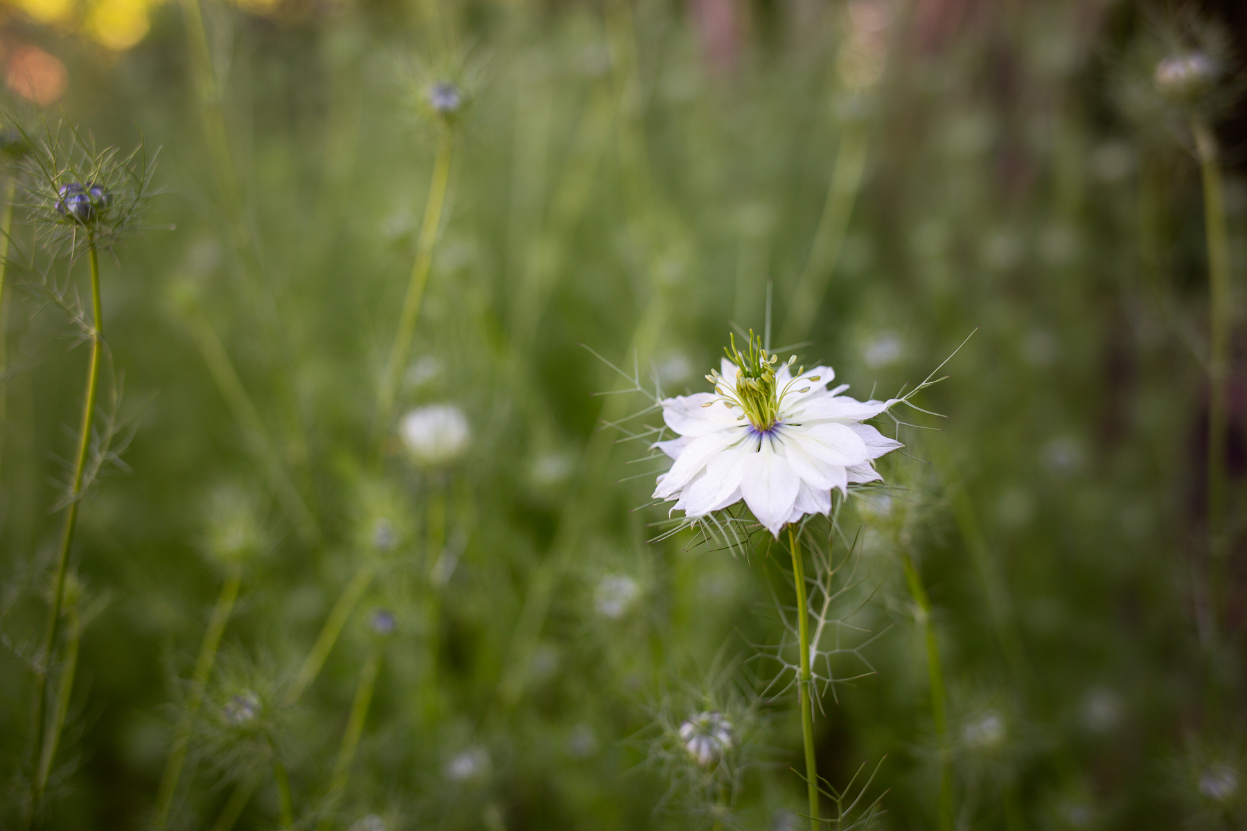 Love-in-a-Mist flower in white