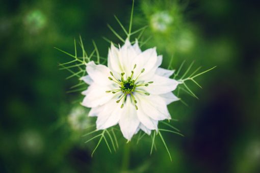 Close up photo of a white Love in a Mist blossom.