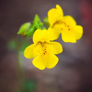 a close up photography of the common yellow monkeyflower