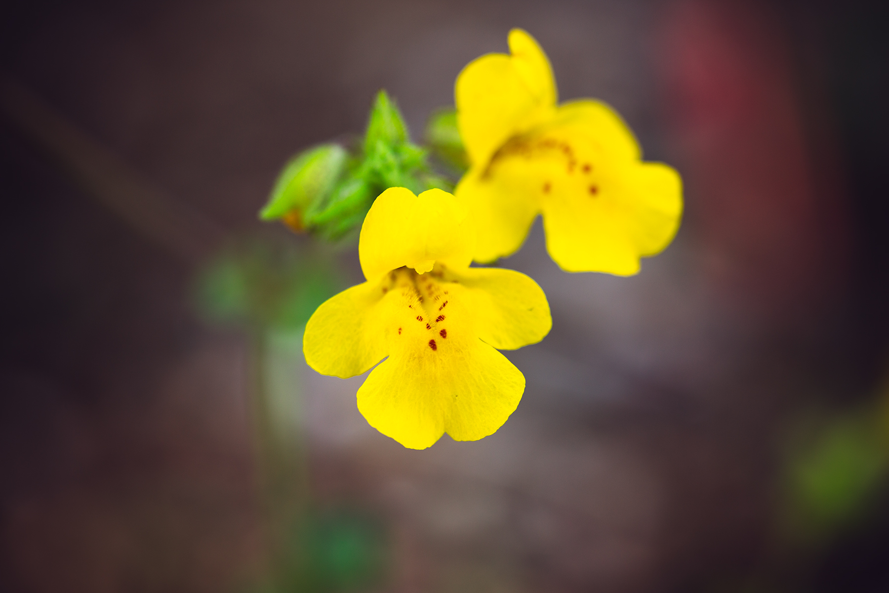 a close up photography of the common yellow monkeyflower