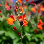 A bumble bee pollinates the bright red flower of scarlet runner beans