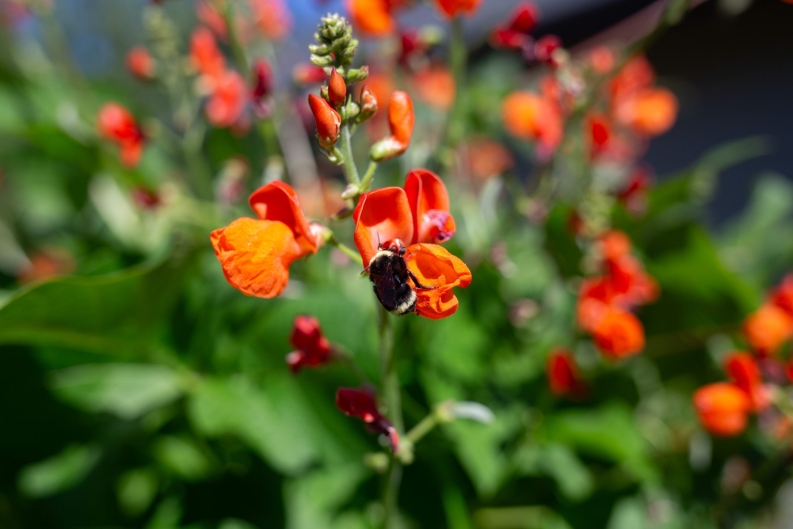 A bumble bee pollinates the bright red flower of scarlet runner beans