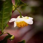 A tea camellia flower dangles from its evergreen branch.