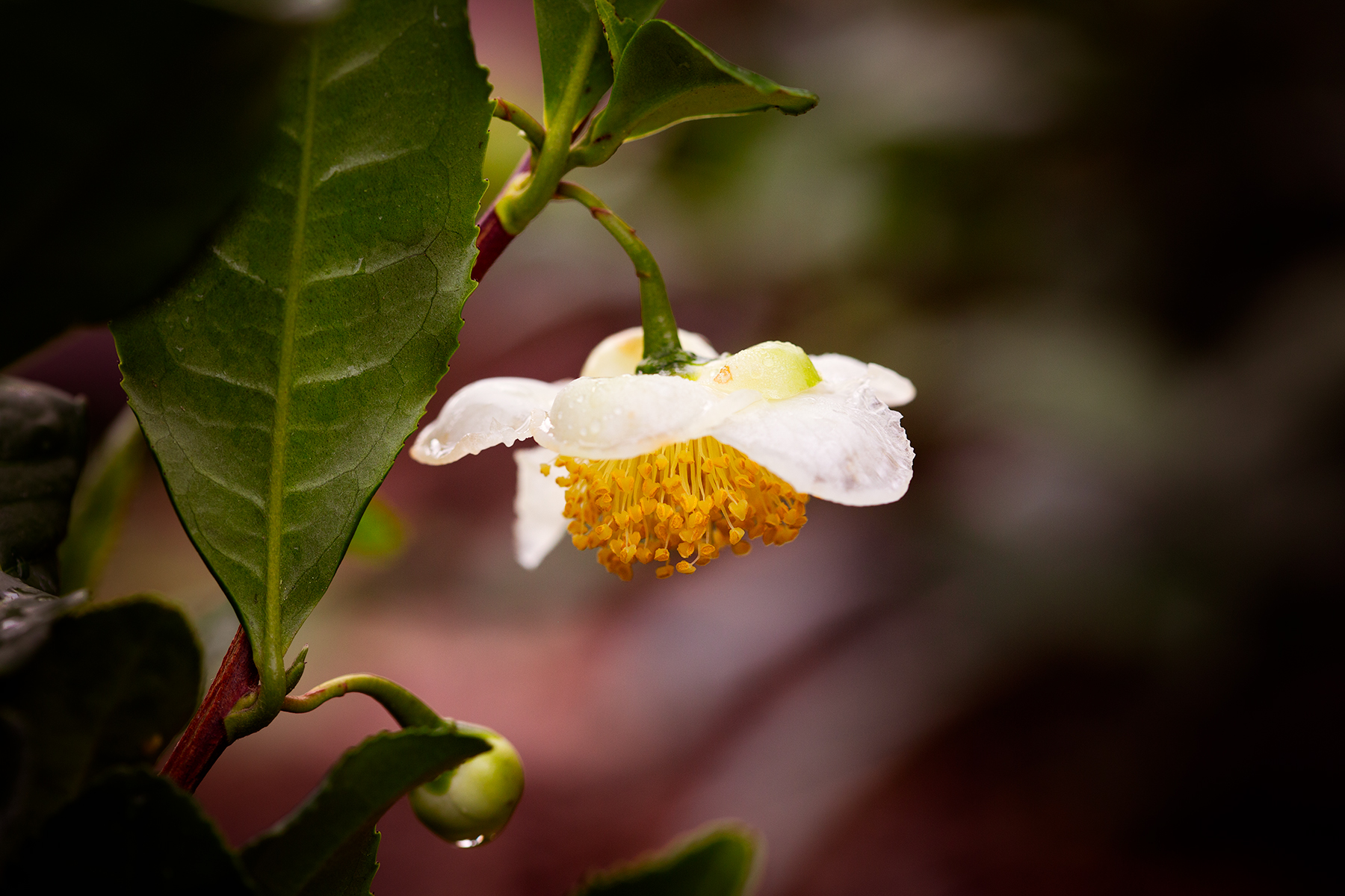 A tea camellia flower dangles from its evergreen branch.