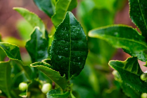 Tea leaves of Camellia Sinensis