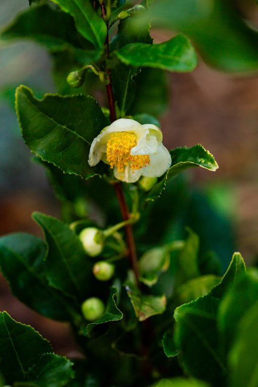 Camellia sinensis blooms in the herb garden 