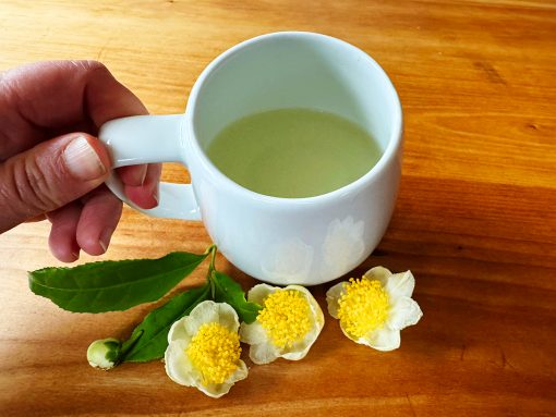 A mug of green tea with Camellia sinensis flowers beside it on a table