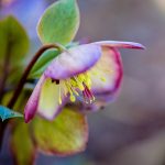 Picture of a white hellebore flower rimmed in purple tilted like an umbrella toward the ground.