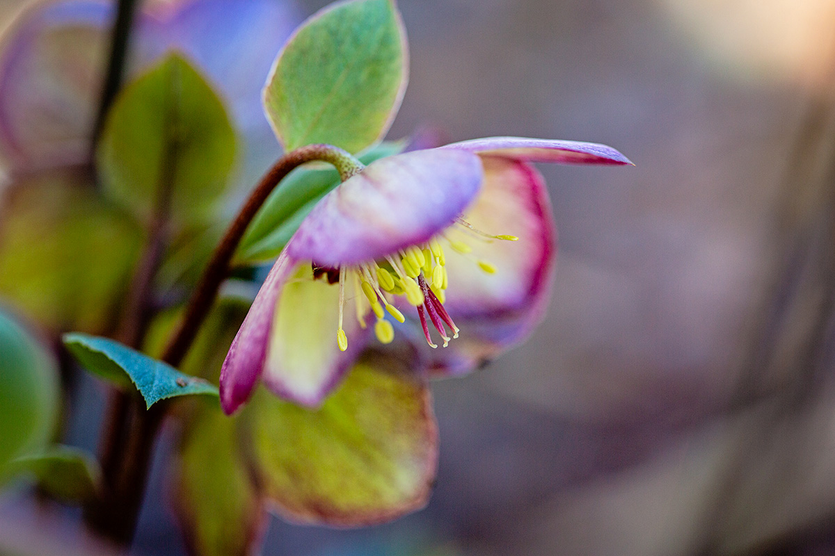 Picture of a white hellebore flower rimmed in purple tilted like an umbrella toward the ground.