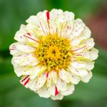 Peppermint Stick heirloom zinnia flower with pale yellow green petals and red stripes grown in Angie Windheim's backyard.