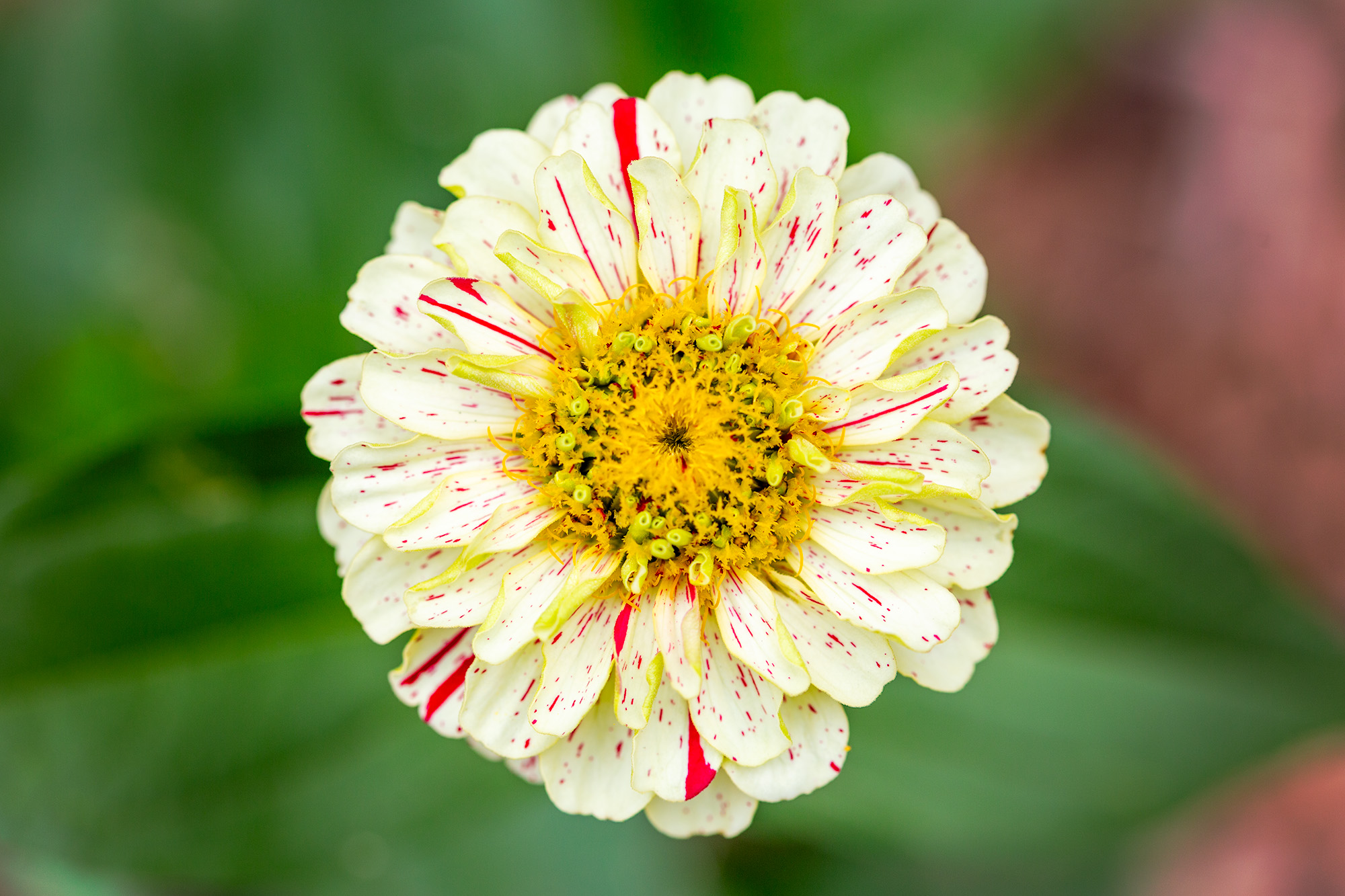 Peppermint Stick heirloom zinnia flower with pale yellow green petals and red stripes grown in Angie Windheim's backyard.