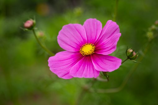 Tow-toned purple and deep purple cosmo flower in Angie Windheim's garden.