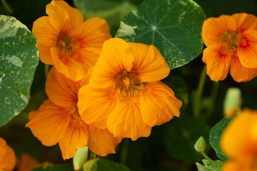 Orange nasturtium flowers grown in Angie Windheim's garden from seed.