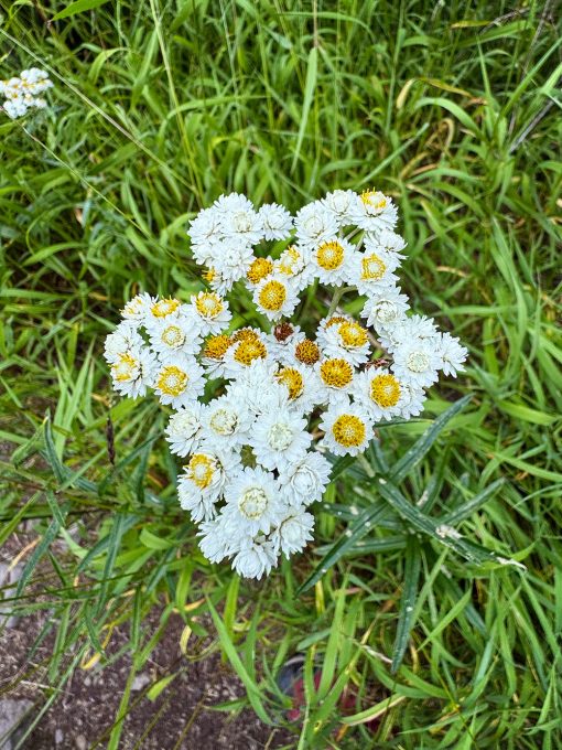 White clustered flowers of the Oregon native pearly everlasting found on a hiking trail.