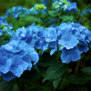 Photograph of blue hydrangea flowers in dark shadow