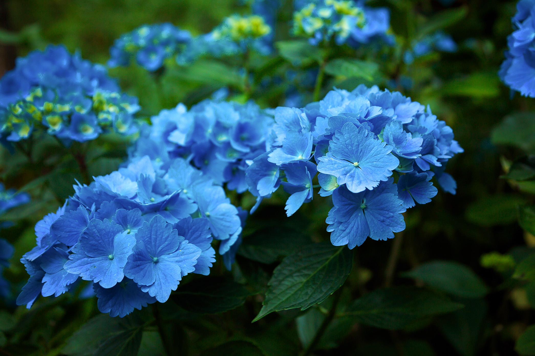 Photograph of blue hydrangea flowers in dark shadow